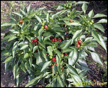 Ammazzo Chile Pepper Seeds
