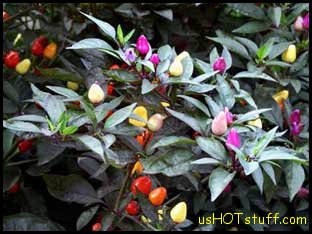 Bolivian Rainbow Chile Pepper Seeds