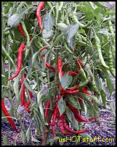 Cayenne Chile Pepper Seeds