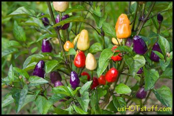 Chinese MultiColor Chile Pepper Seeds
