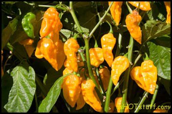 Devil Toung Chile Pepper Seeds