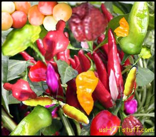 Mystery Mix Chile Pepper Seeds