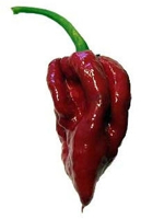 Naga Viper Pepper