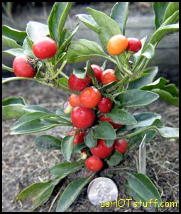 Nosegay Chile Pepper Seeds