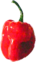 Red Savina Habanero