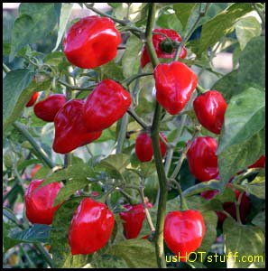 Red-Habanero.jpg