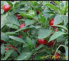 Red Cherry Chile Pepper Seeds