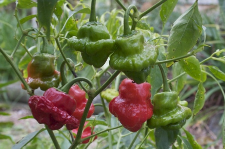 Red Squash Chile Pepper Seeds