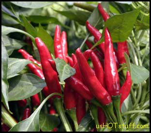 Takanotsume Chile Pepper Seeds