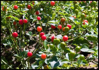 Texas Chiltepin Chile Pepper Seeds