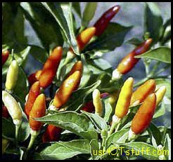 Tabasco Chile Pepper Seeds