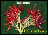 Yatsafusa Chile Pepper Seeds