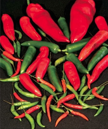 Hot PEPPERS