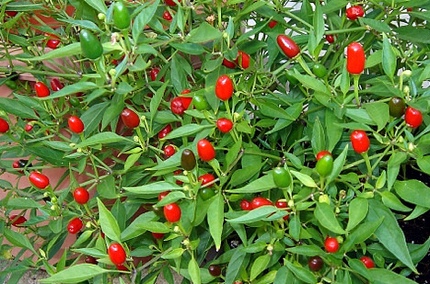 Thai Chile Pepper Seeds