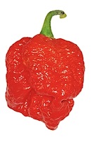 Moruga Scorpion Chile Pepper