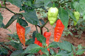 Naga Jolokia Plant