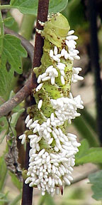 Hornworm with wasp eggs
