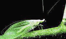 Adult Lacewing