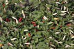 Aji Omnicolor Pepper Seeds