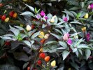 Bolivian Rainbow Chile Pepper
		Seeds