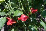 Bishop Crown Chile Pepper
		Seeds