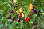Chinese MultiColor Chile
		Pepper Seeds