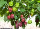 Chocolate Habanero Pepper Seeds