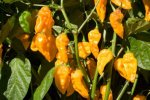 Devil Toung Chile Pepper
		Seeds