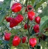 Red Habanero Pepper Seeds