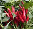 Takanotsume Chile Pepper Seeds