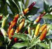 Tabasco Chile Pepper Seeds