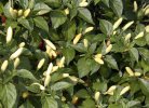 Tabasco Greenleaf Pepper Seeds