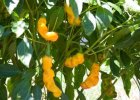 Yellow Peter Chile Pepper Seeds