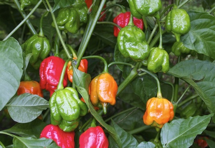 Trinidad Scorpion chile peppers