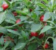 Red Cherry Chile Pepper Seeds