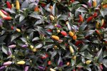 Twilight Chile Pepper Seeds